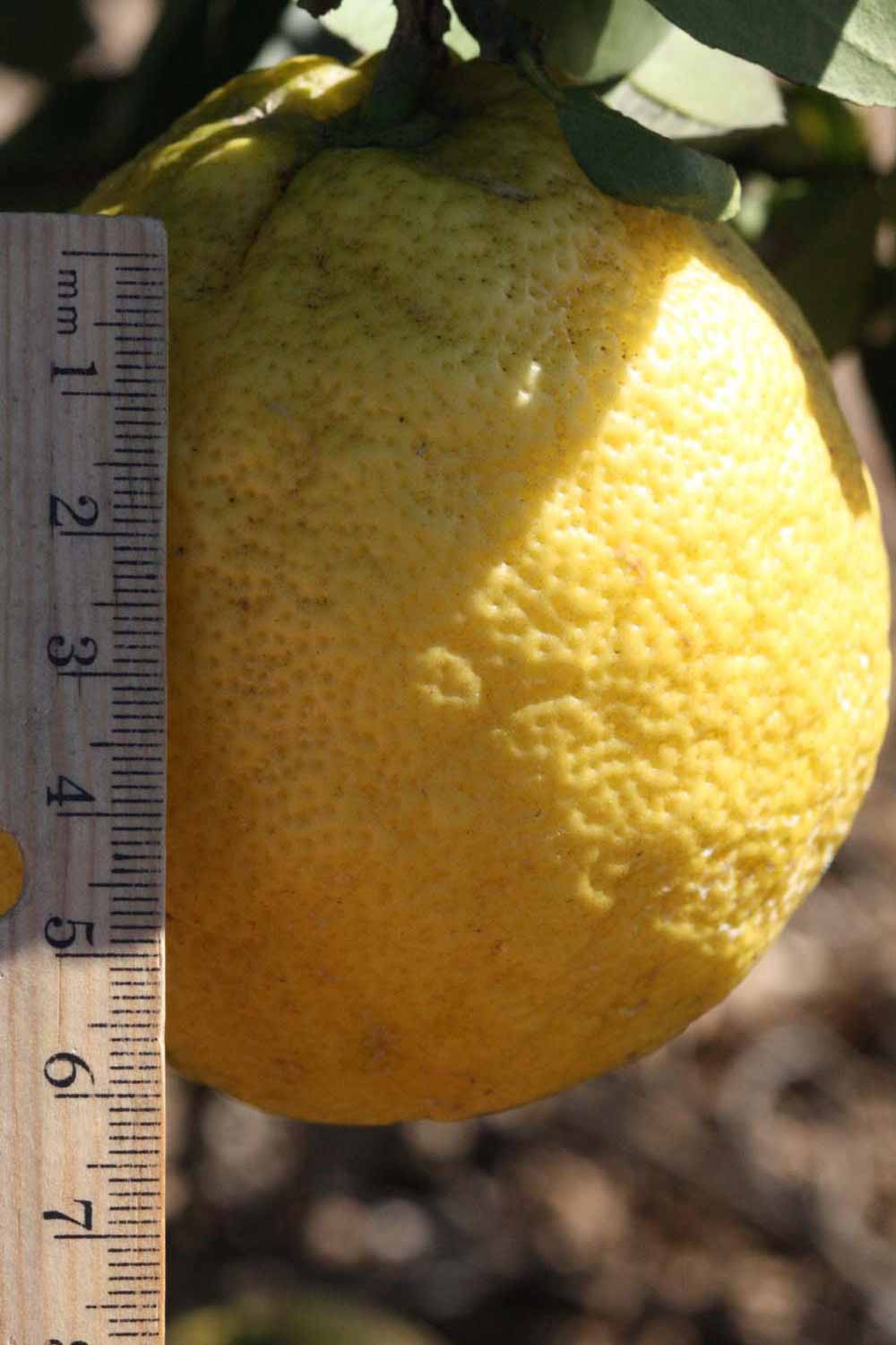              Fruit (Riverside, CA)       